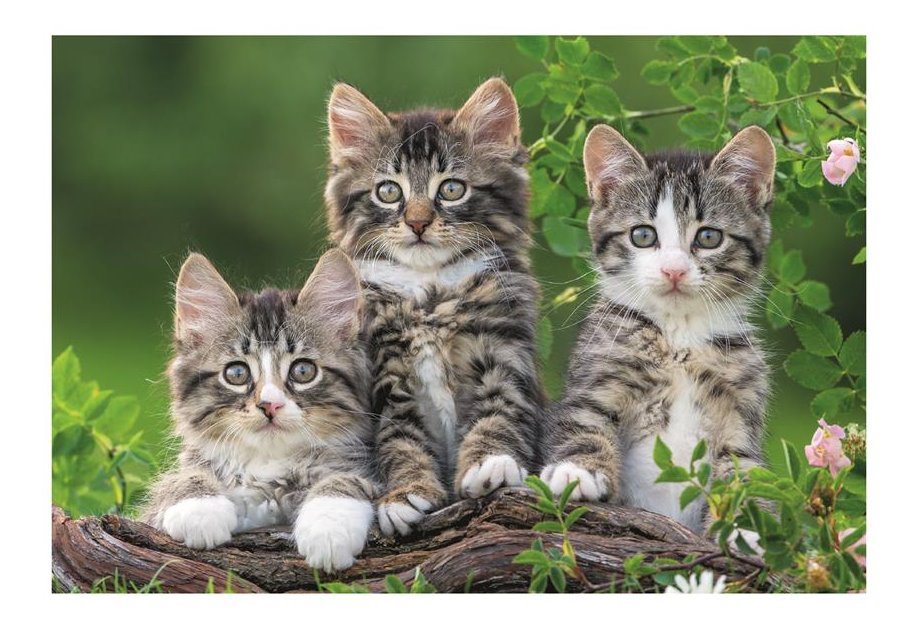 Puzzle DINO Koťata a štěňata 2 v 1