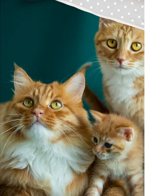 Bavlněné povlečení 3D  Kočky Zrzky