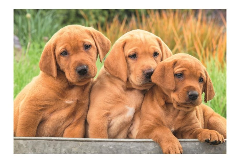 Puzzle DINO Koťata a štěňata 2 v 1