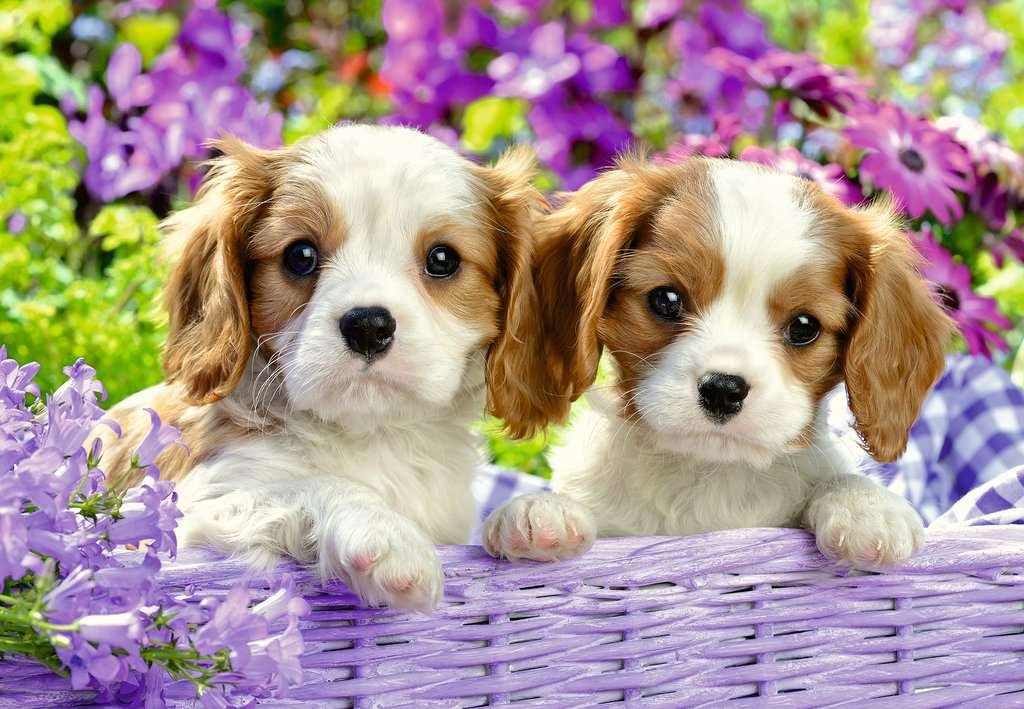 Puzzle RAVENSBURGER Štěňata 2 x 24 dílků