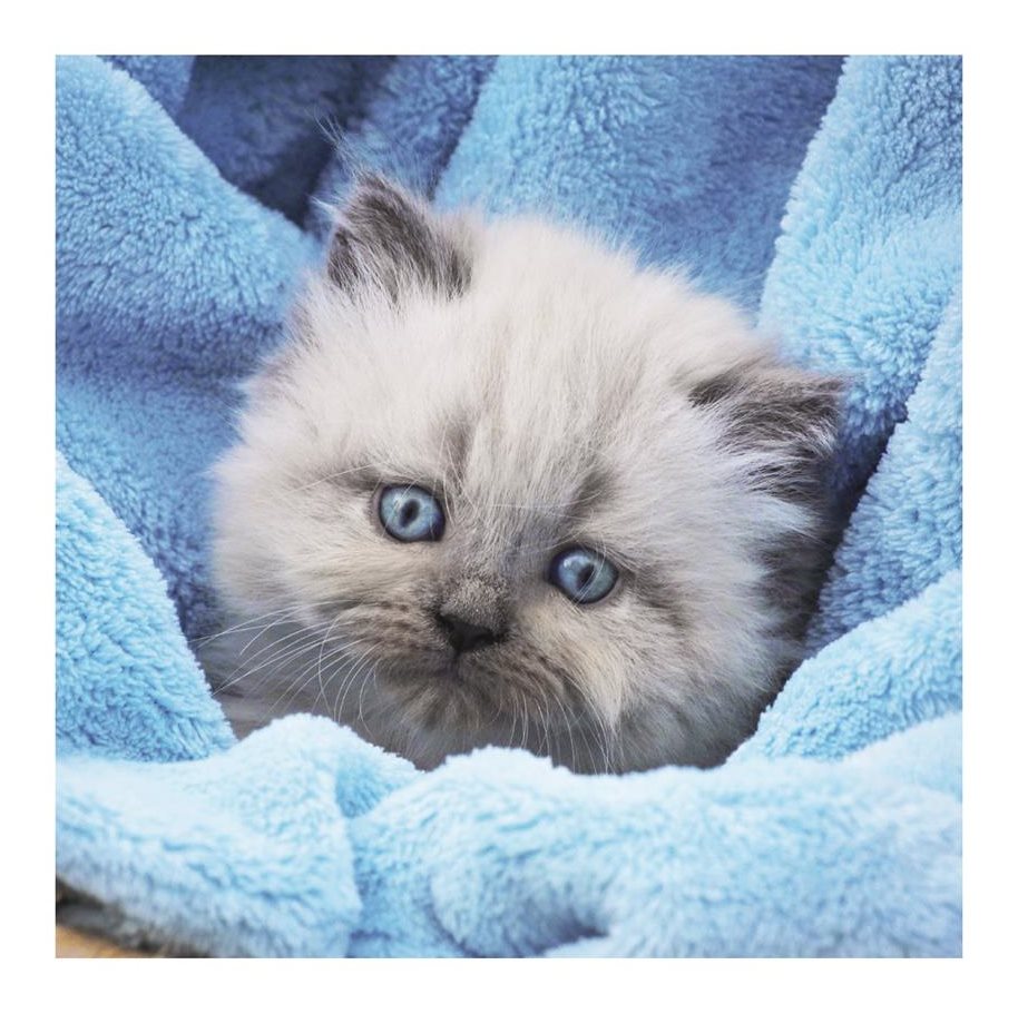 Puzzle DINO Koťata 3 v 1