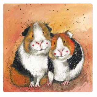 Magnetka Alex Clark Guinea pigs, Morčátka