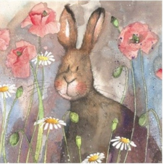 Přání v obálce Hare and poppies,od ALEX CLARK 14*14 cm