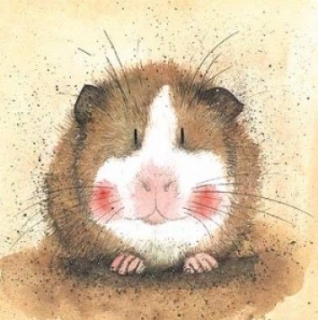 Přání v obálce Gilbert, morče od ALEX CLARK 14*14 cm