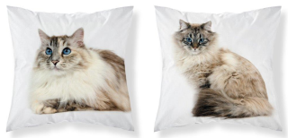 Povlak na polštář 3D Kočka Modroočka 40*40cm