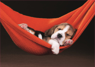 Puzzle EDUCA Štěně v hamace 500 dílků