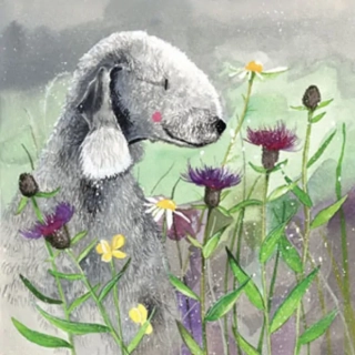 Přání v obálce Bedlington, Pejsci od Alex Clark 14*14 cm