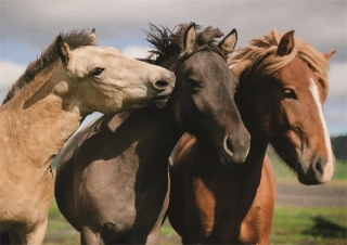 Puzzle DINO Tři koně 300 XL dílků 