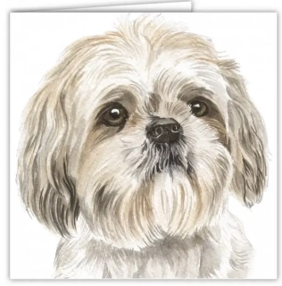 Přání v obálce Shih Tzu, WD 16,5 x 16,5 cm