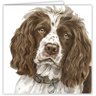 Přání v obálce Anglický Špringršpaněl-bílohnědé zbarvení, WD 16,5 x 16,5 cm