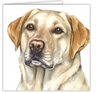 Přání v obálce Zlatý Labrador, WD 16,5 x 16,5 cm