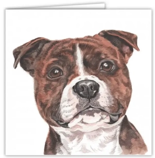 Přání v obálce Stafordširský bulteriér hnědý, WD 16,5 x 16,5 cm