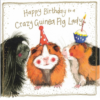 Přání v obálce Crazy Guineas, morčata od ALEX CLARK 16*16 cm