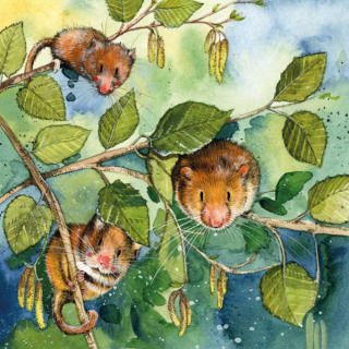 Přání v obálce Dormice, plch od ALEX CLARK 14*14 cm